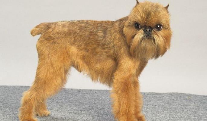 世界十大最丑的狗品种排行榜