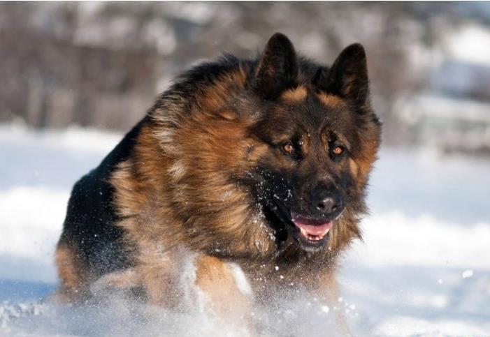 世界十大禁养猛犬之一:德国牧羊犬