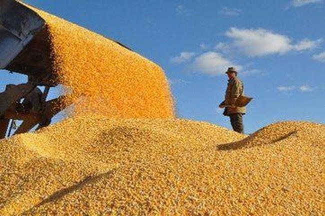 世界玉米产量排行玉米的产量最高