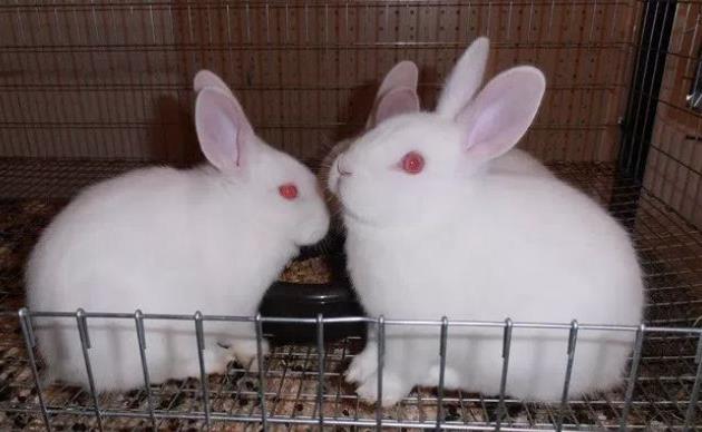 世界上最受欢迎的十大兔子品种外表可爱性格温顺