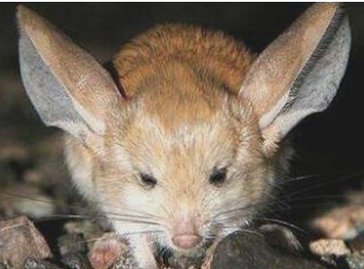 世界上耳朵最长的鼠长耳跳鼠耳长接近一半身长