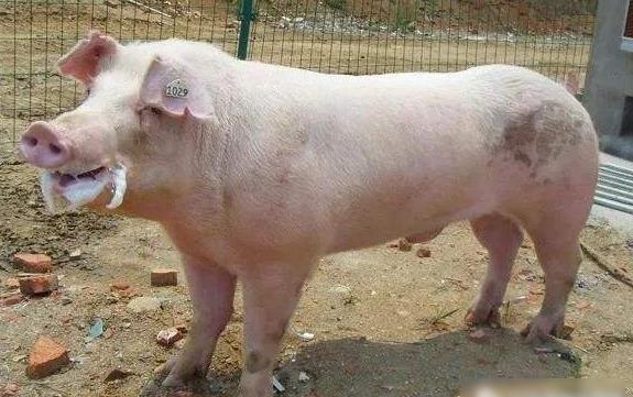 其全身白毛,体型好,瘦肉率高达62.5%.