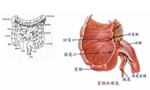 阑尾是盲肠的末尾盲肠不能割