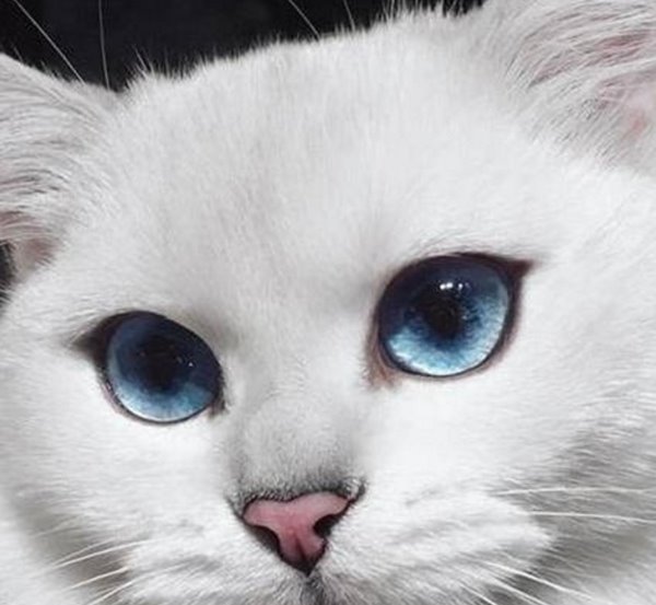 世界上眼睛最漂亮的猫:英国短毛猫科比碧蓝色眼珠