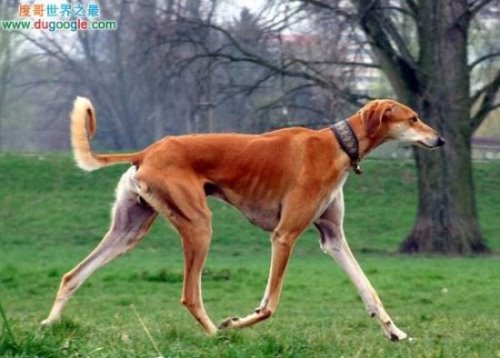 世界上最贵的狗的品种排名最贵的乃捷克狼犬无价