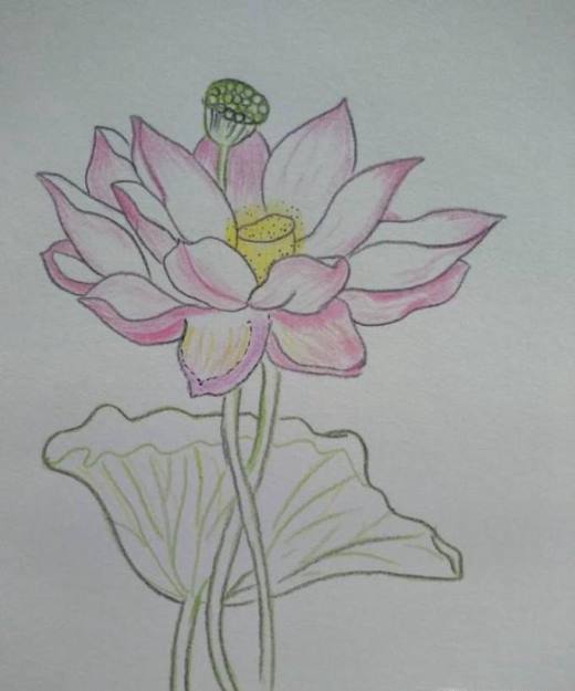 如何手动画荷花