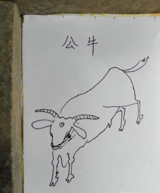 公牛是非常有攻击性,今天小编想要和大家分享的是怎样画简笔画公牛?