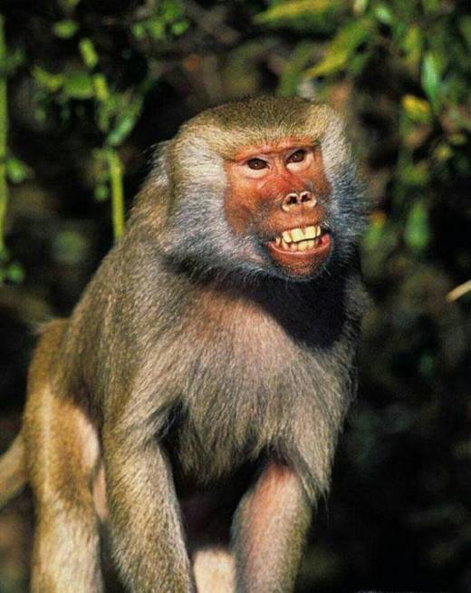 常见的猴子有哪些种类