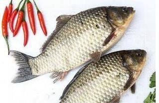 野生鲫鱼的颜色