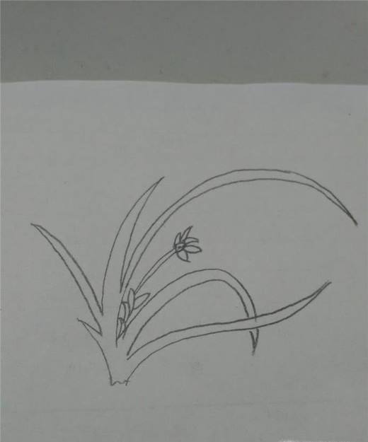 多妈简笔画简单的兰花的画法