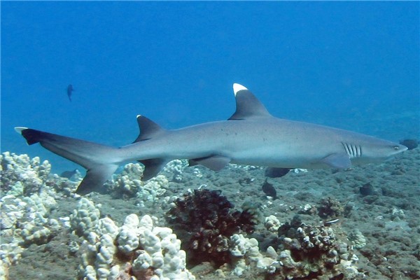 世界上最小十种鲨鱼硬背侏儒鲨是整个鲨鱼中最小的
