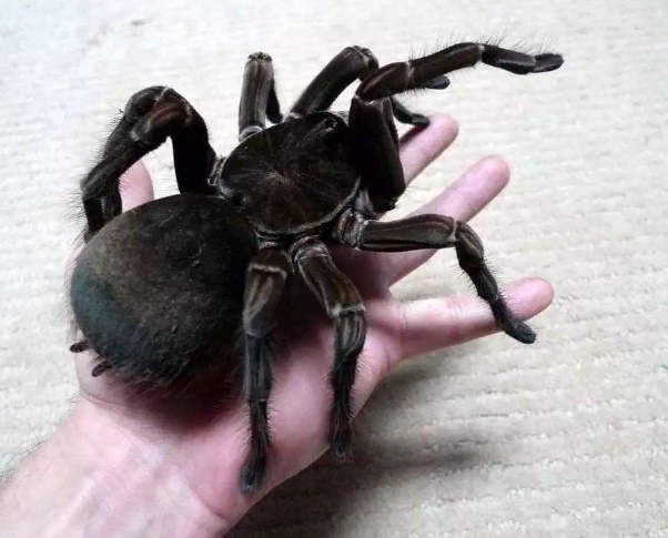 世界上最大的蜘蛛排名 食鸟蛛最大甚至可以吃鸟30.48cm