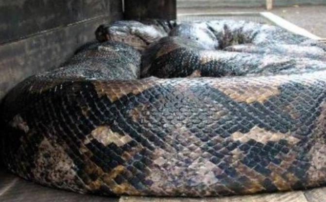 世界上最重的蛇 印度巨蟒 身长14.85米 体重447公斤