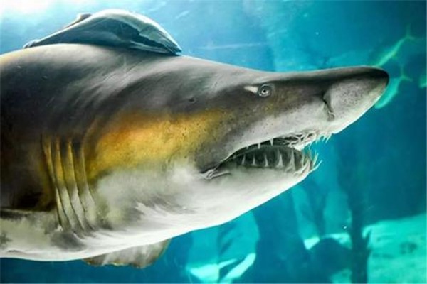 世界上最小十种鲨鱼硬背侏儒鲨是整个鲨鱼中最小的