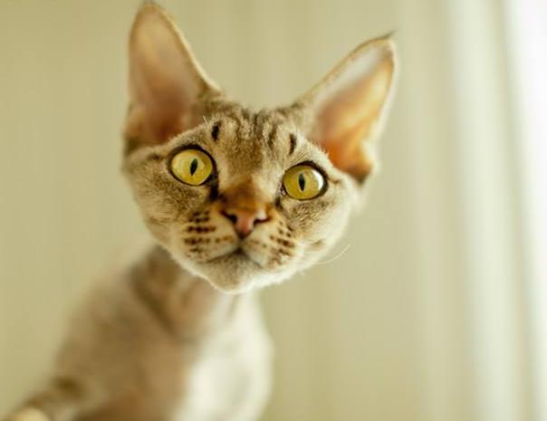 世界上耳朵最大的猫三种猫可能是从精灵国跑出来的