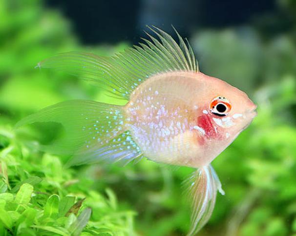世界上最可爱的鱼金波子脸蛋红红的观赏鱼