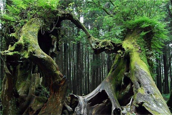 日本的绳文杉,帕特里亚卡·弗洛雷斯塔树,塞意阿巴库树,参议员树