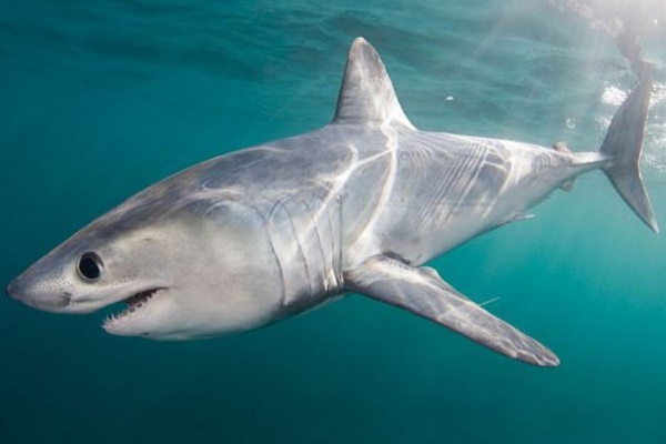 鼠鲨一种游泳速度极快的大型鲨鱼是大白鲨的近亲