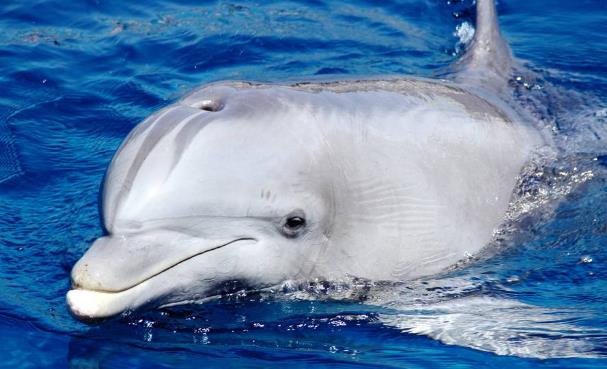 海豚生活在海里面,但是却是哺乳动物.